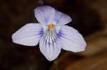 Longspur violet